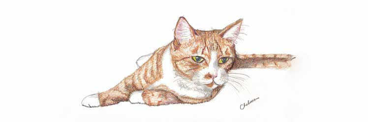 Colour Pencil drawing of an orange cat