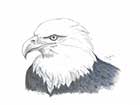 Pencil Drawing of an eagle