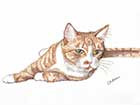 Colour Pencil Drawing of a cat