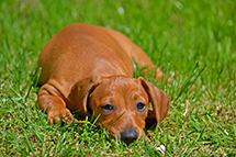 a dog laying in green grass