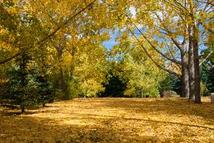 a park with autumn colors